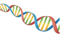 DNA strand DNA strand